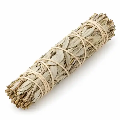 Biała szałwia White Sage 15 cm – pęczek na białym tle, ujęcie pod kątem